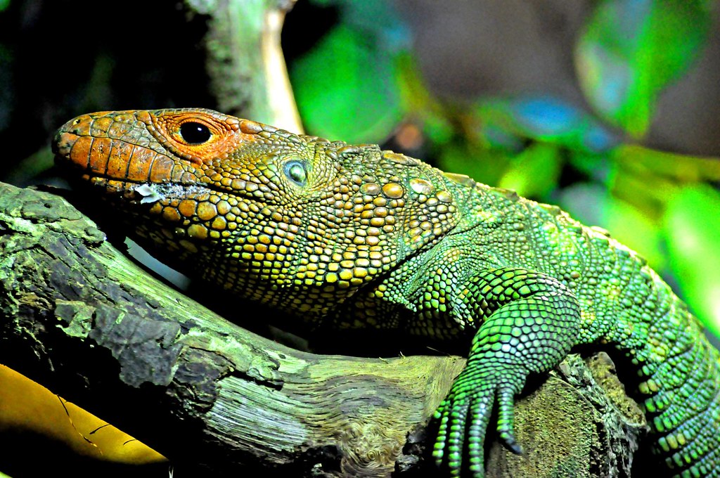 Caiman Lizard The genus Dracaena (romanized form of the