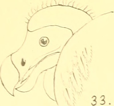 Image From Page 192 Of Dodo Studien Naar Aanleiding Van Flickr
