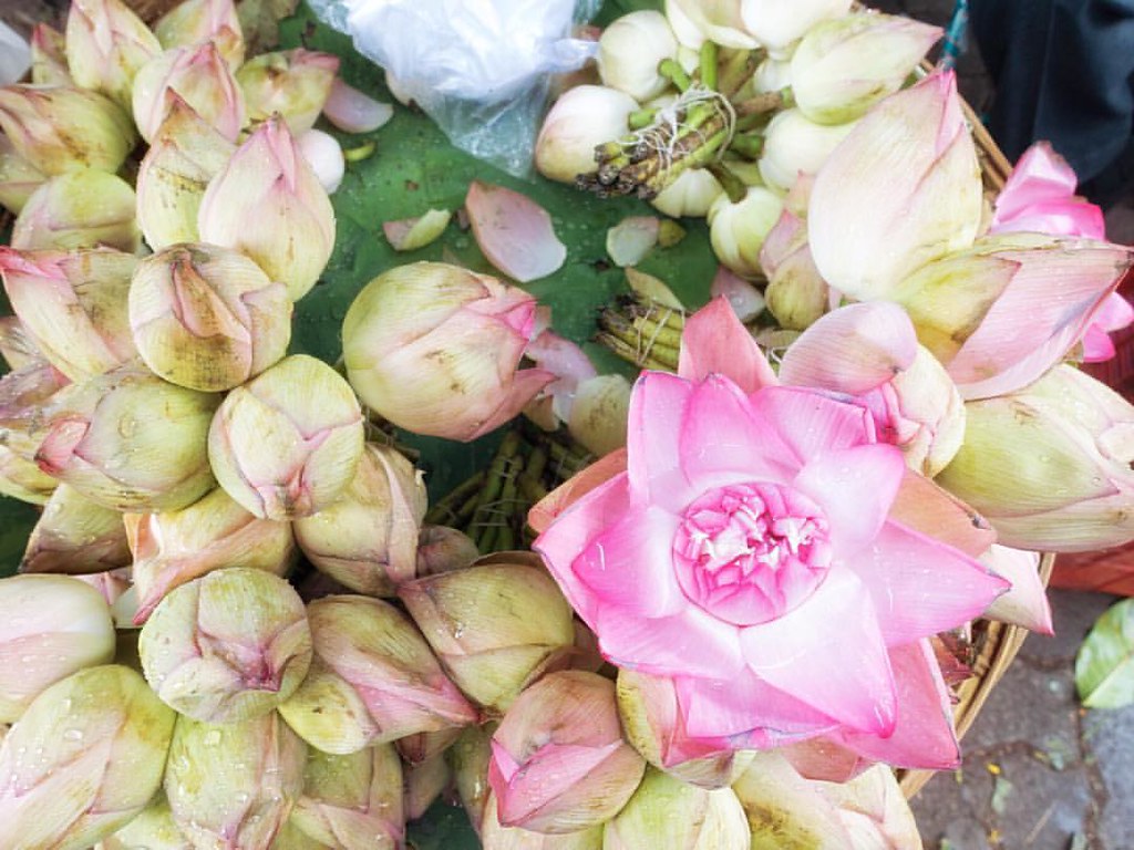 Lotus flowers for sale at the flower market fineartphoto … Flickr