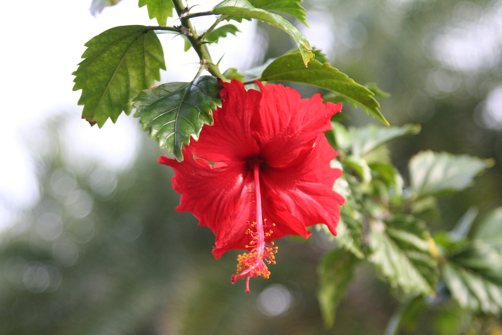 Red Florida Flower Red Florida Flower Vero Beach resort Paul Flickr