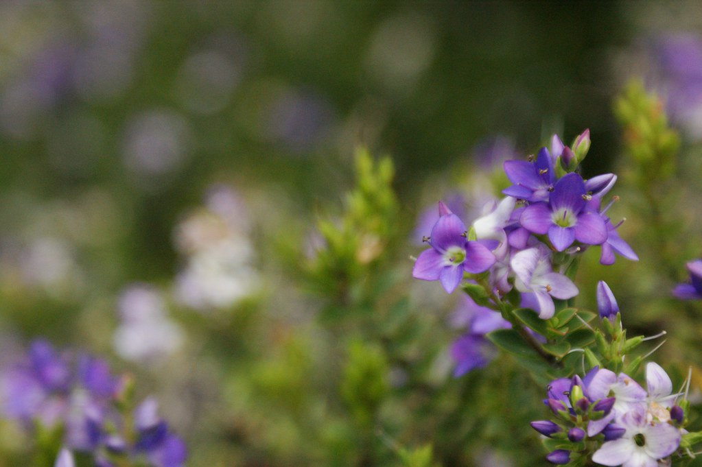 Purple Australian native flower Karl Gercens Flickr