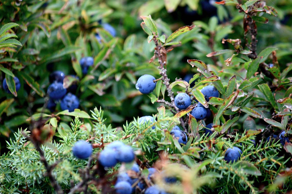 Wild Berries (Sweden) Johanna Loock Flickr