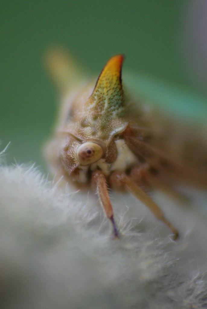 Leaf hooper Macro of leaf hoppers head, sitting on furry l… Flickr