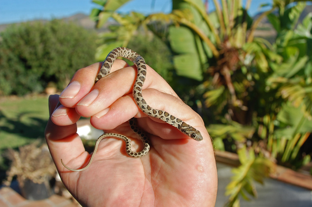 Horseshoe Whip Snake (Hemorrhois hippocrepis) Flickr