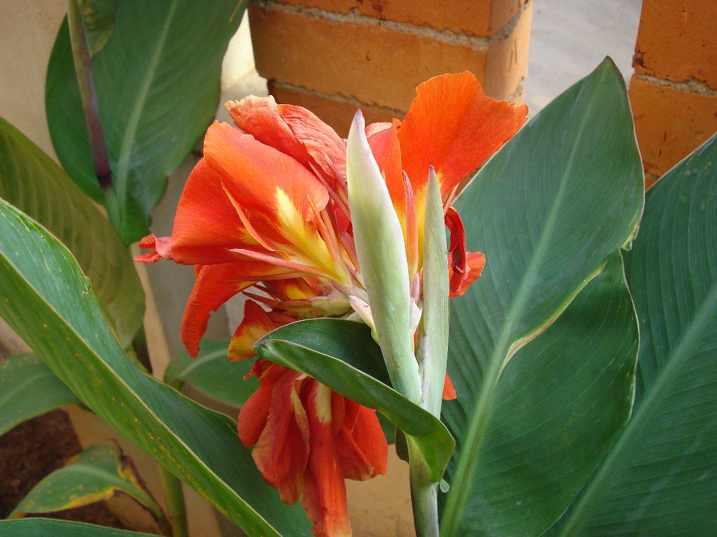 Kana Flower a photo on Flickriver