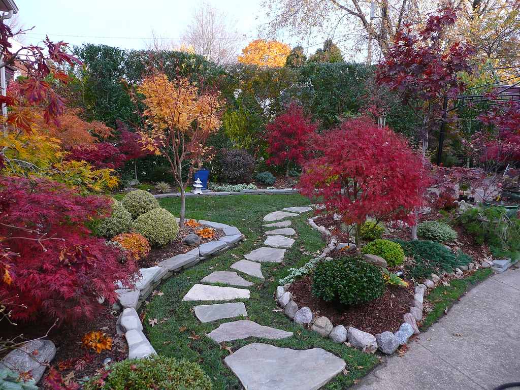 Japanese maple garden fall colors Japanese maple garden fa… Flickr