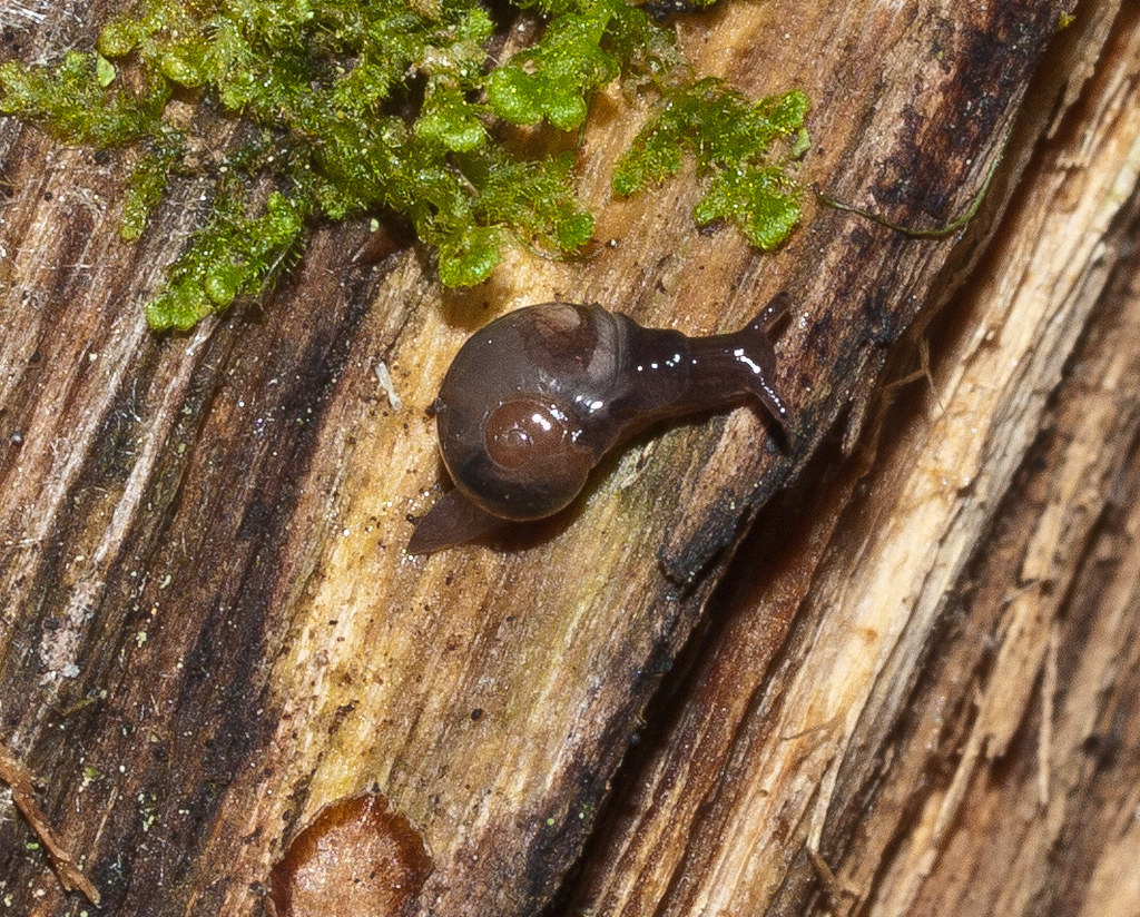 Young Land Snail (1 of 2) A tiny (34mm) young snail. Whil… Flickr