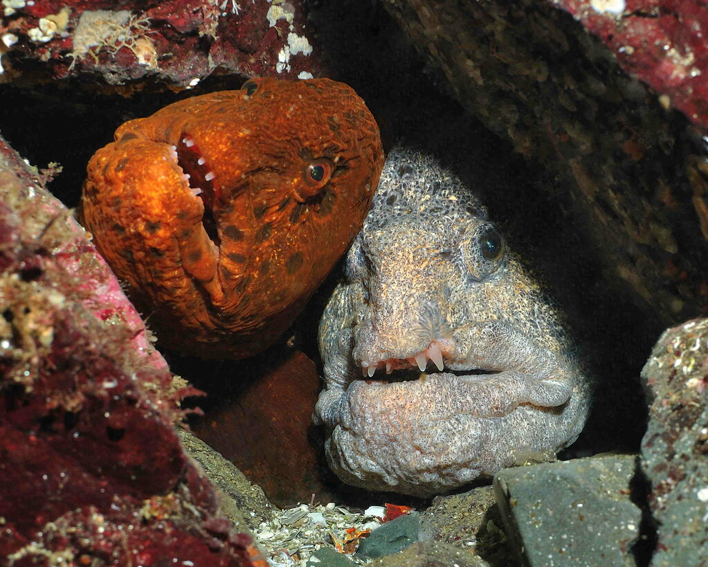 Wolf eels Couple of wolf eels in their crevice, Nanaimo, B… Flickr