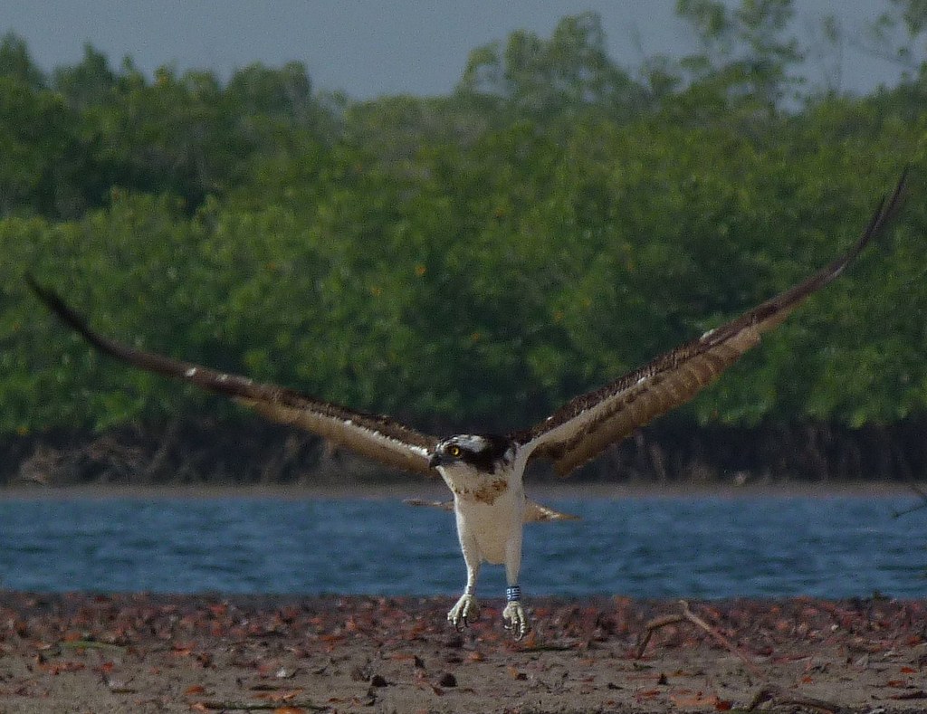 Osprey Osprey Feathers Allan Flickr