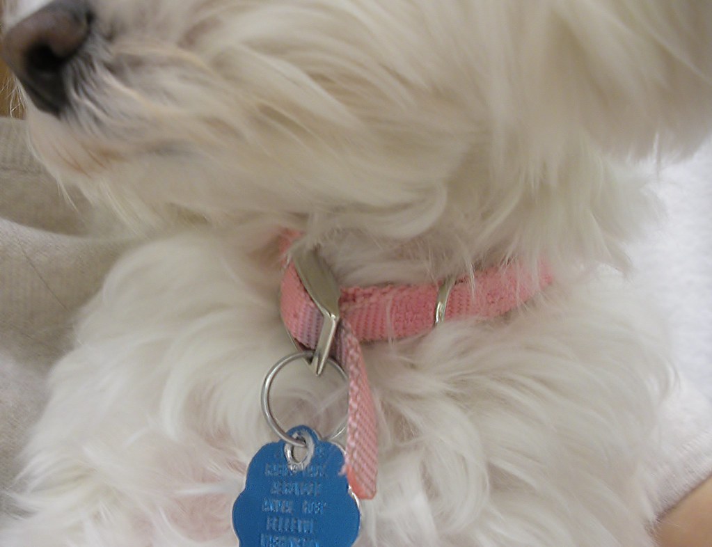 1/dog collar She loves wearing her collar. Kim Flickr