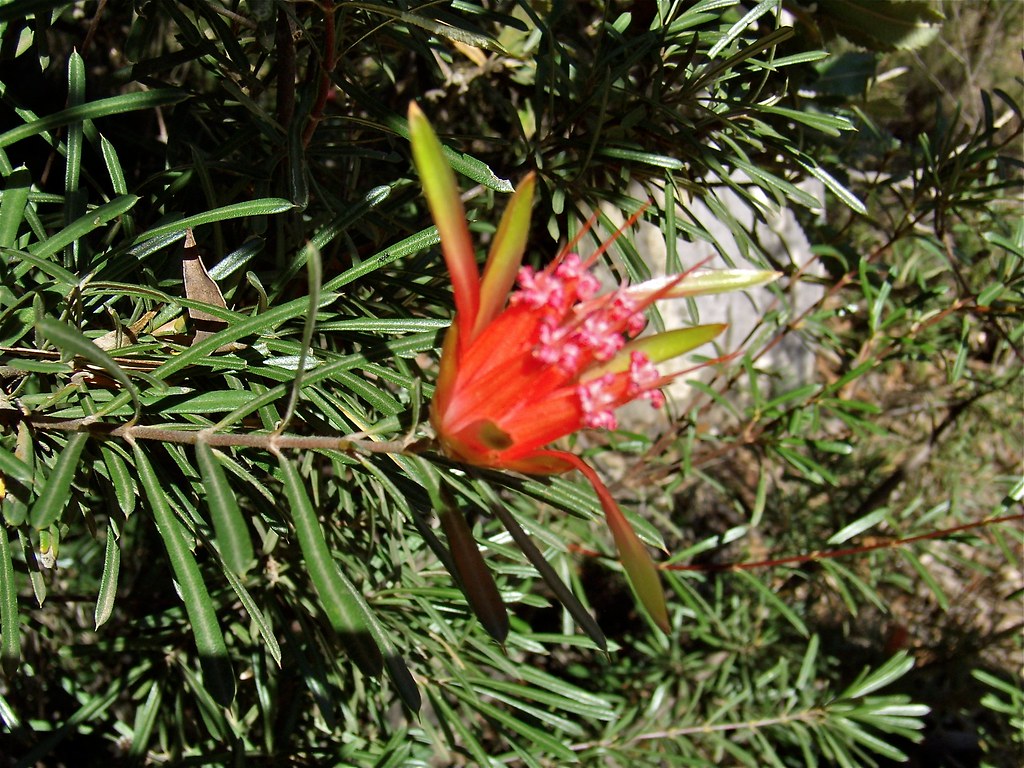 T10244 Red Flower > you can suck nectar from these Flickr