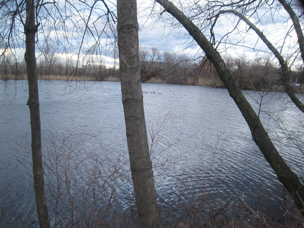 Jerry's Pond, Cambridge, Mass Former clay pit near Alewfie… Flickr