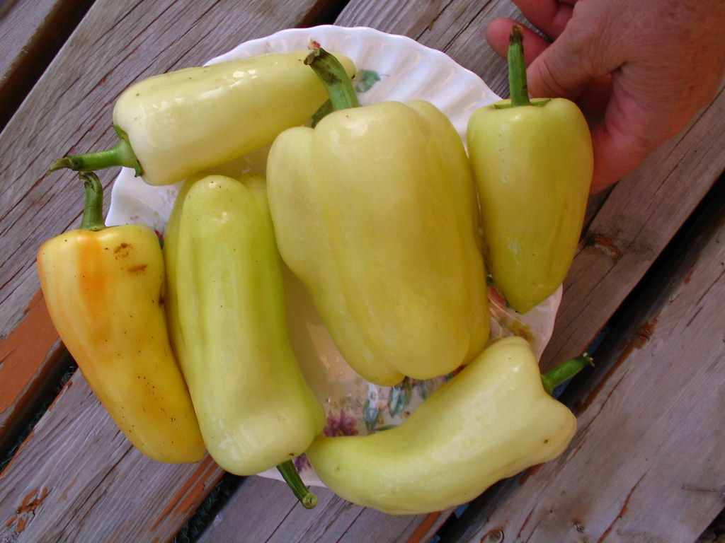 Peppers Gypsy, Giant Szegedi, Bounty Yellow peppers are so… Flickr