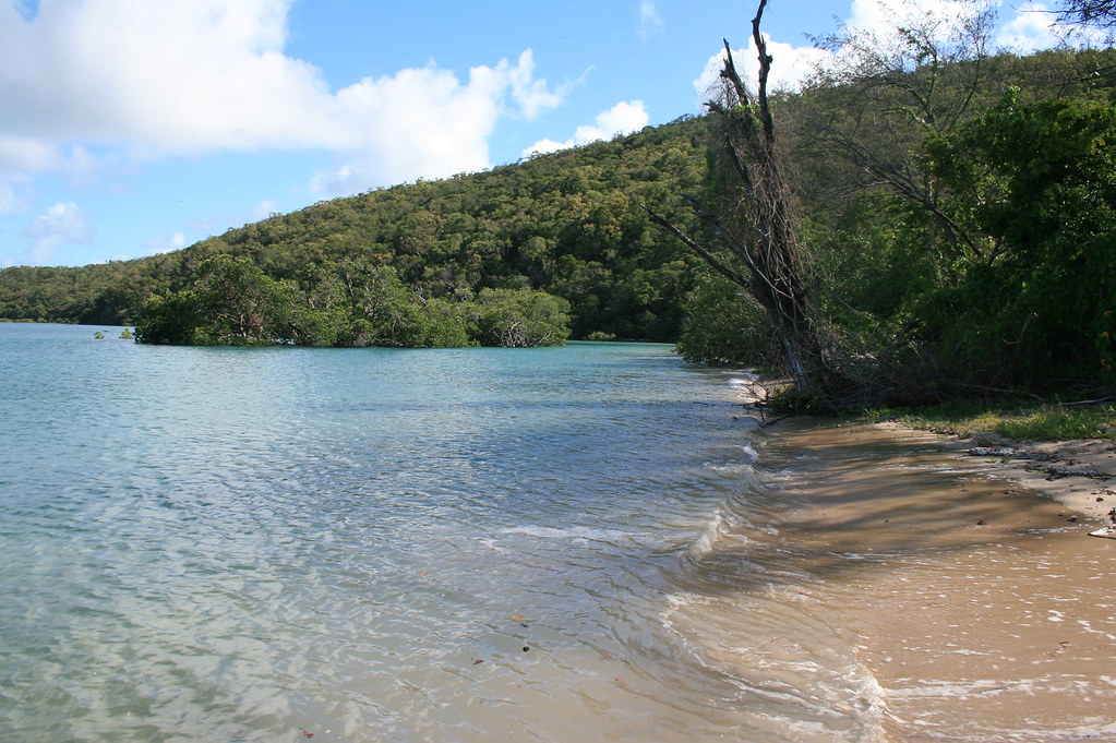 Orpheus island Research Station, Pioneer Bay. The shorelin… Flickr