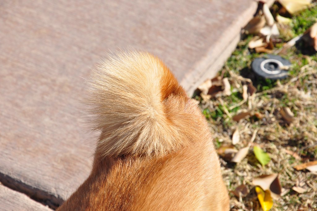 bushy shiba tail more of taro the shiba on his blog tar0s… Flickr