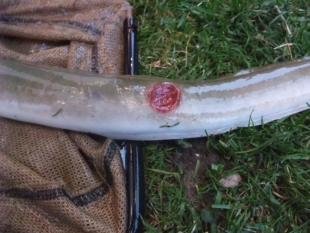 lamprey wound on eel lamprey wound on eel theriverstrust Flickr