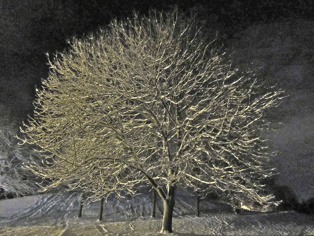 IMG_1671 Images taken on a walk in Wordsley Churchyard and… Flickr