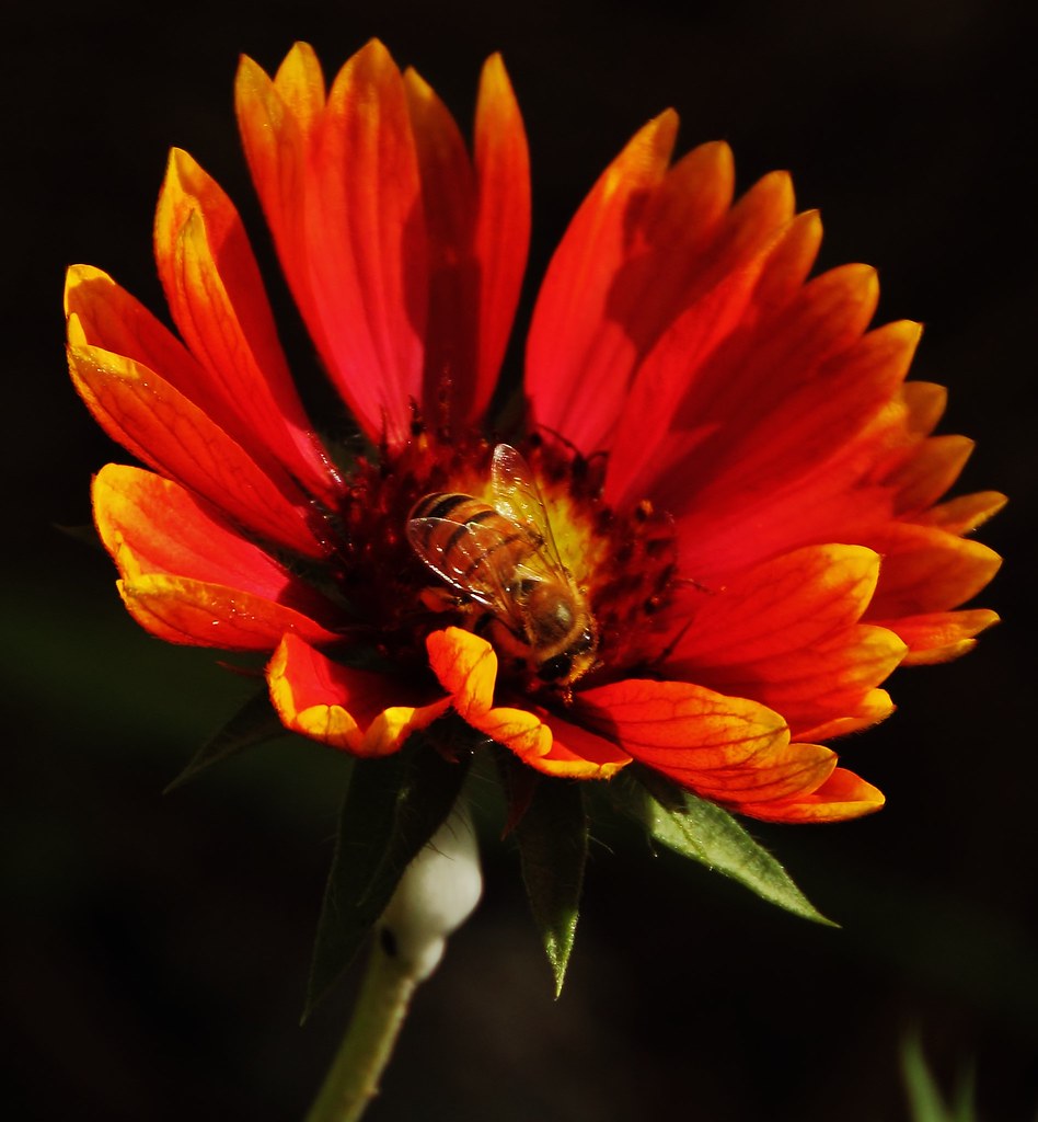 Honey Bee on an Indian Blanket Flower Mr Woodchip Flickr
