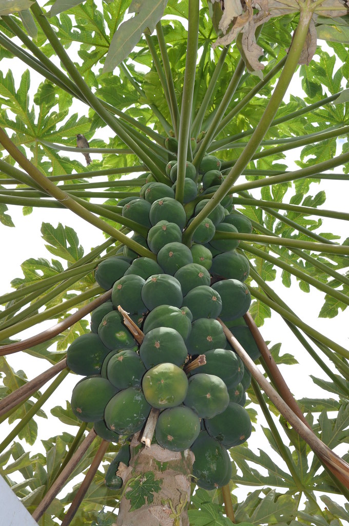 Coconut Tree Young Coconuts Peter Hester, Sr. Flickr