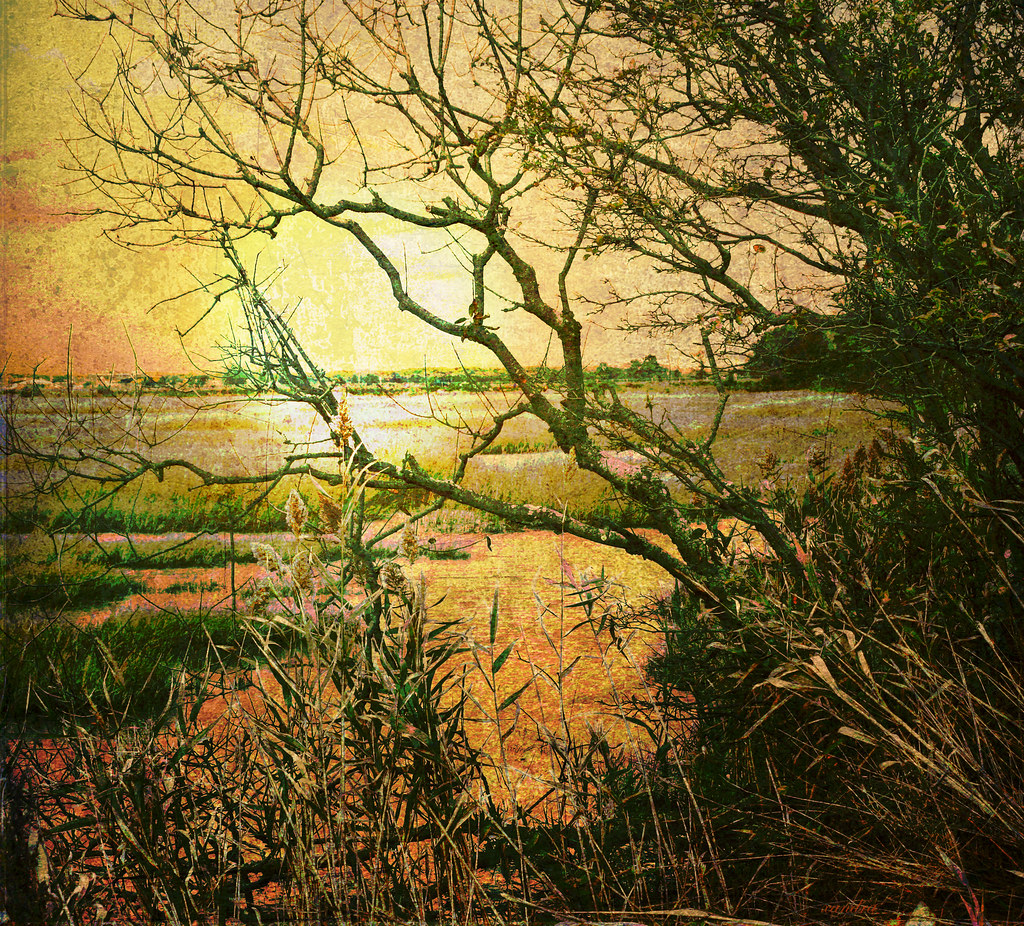  down at the marsh Great Meadows Marsh www.townofs… Flickr