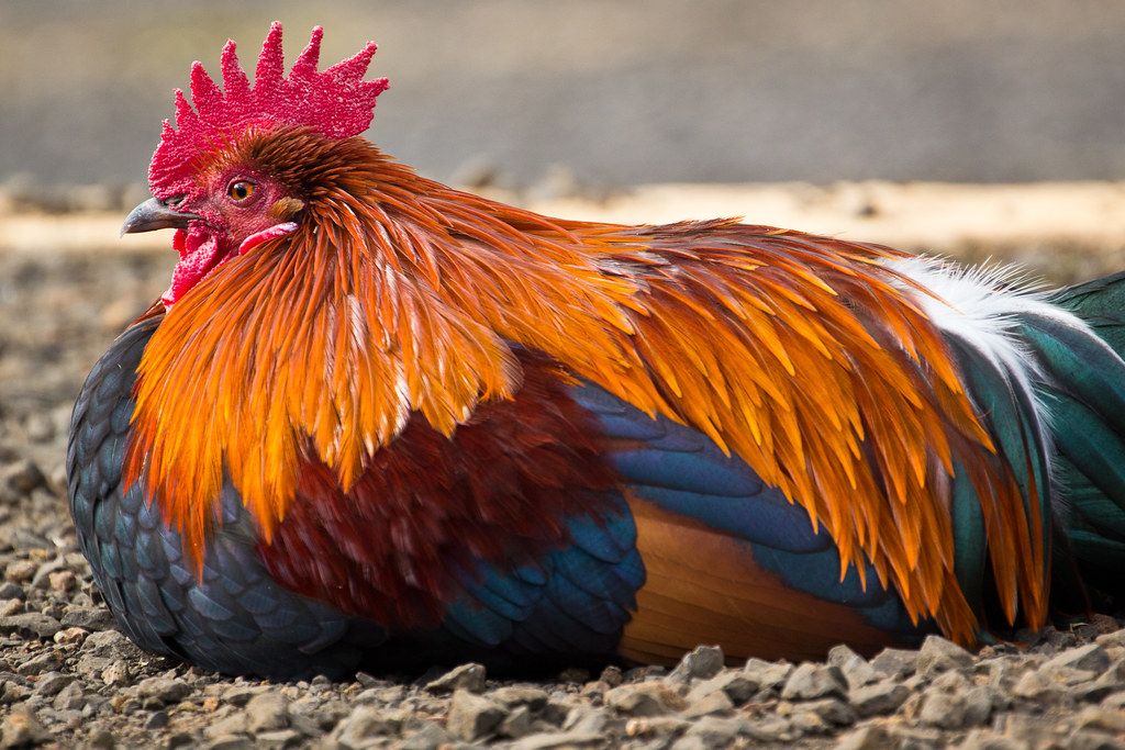 Sleeping rooster mfeingol Flickr