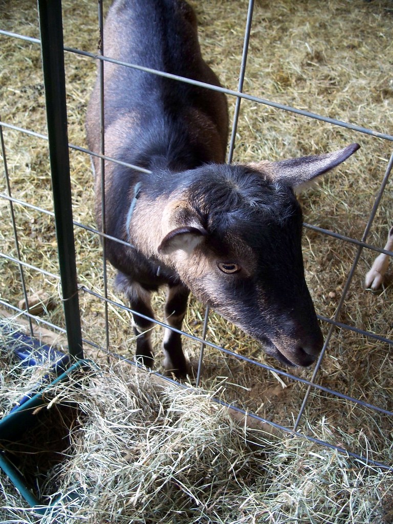 Inquiring goat Charlottesville, 2/4/12 KendallAnn Flickr