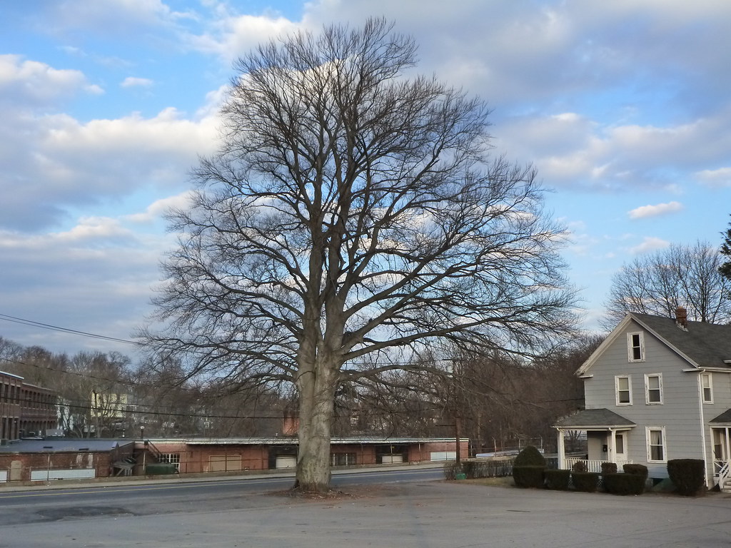 Handsome Beech Tree, East Dedham, MA Large Beech tree in p… Flickr