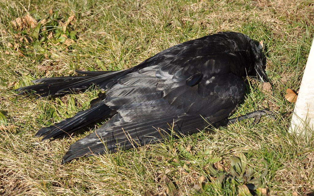 crow I know, I know a dead crow! How gross! But look at th… Flickr