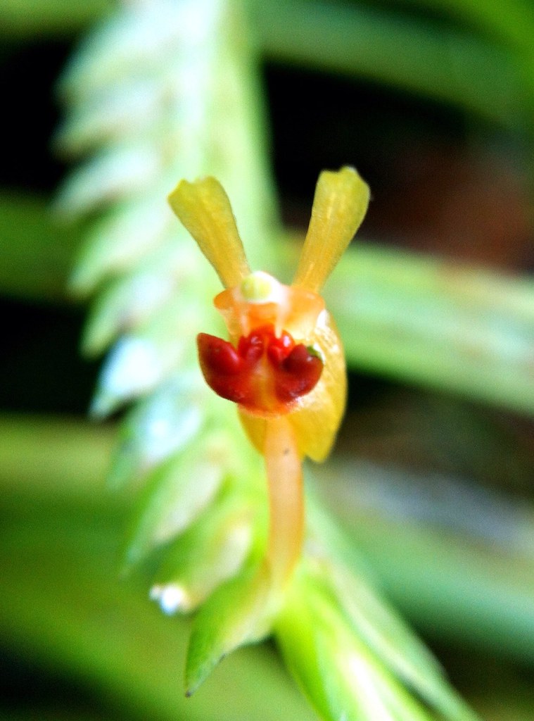 Rabbit Orchid One of my favourite orchid Jonathan Soon Flickr