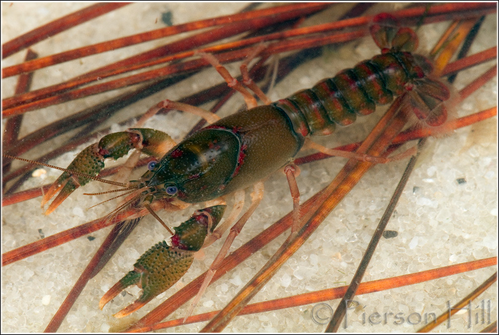 Christmas Tree Crayfish (Procambarus [Hagenides] pygmaeus) a photo on