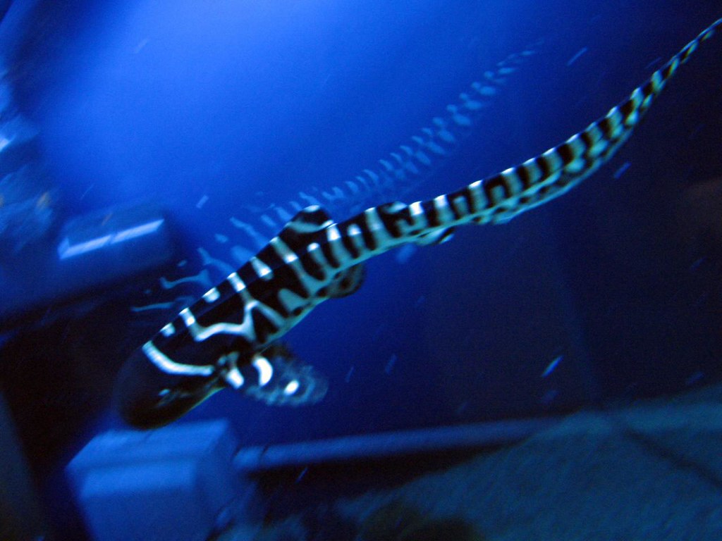 baby zebra shark when they grow older, they lose the strip… Flickr
