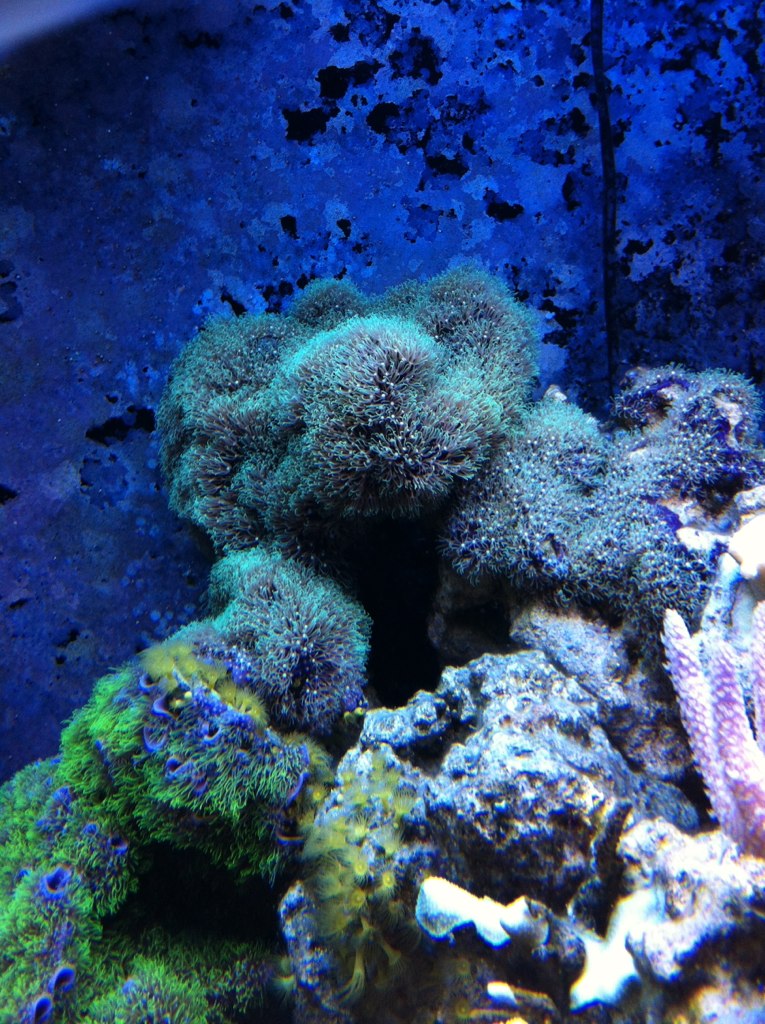 Corals For Sale Flickr