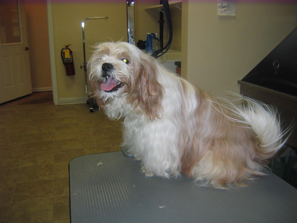 Random Photos 091 Lake Forest Kennel Club Flickr