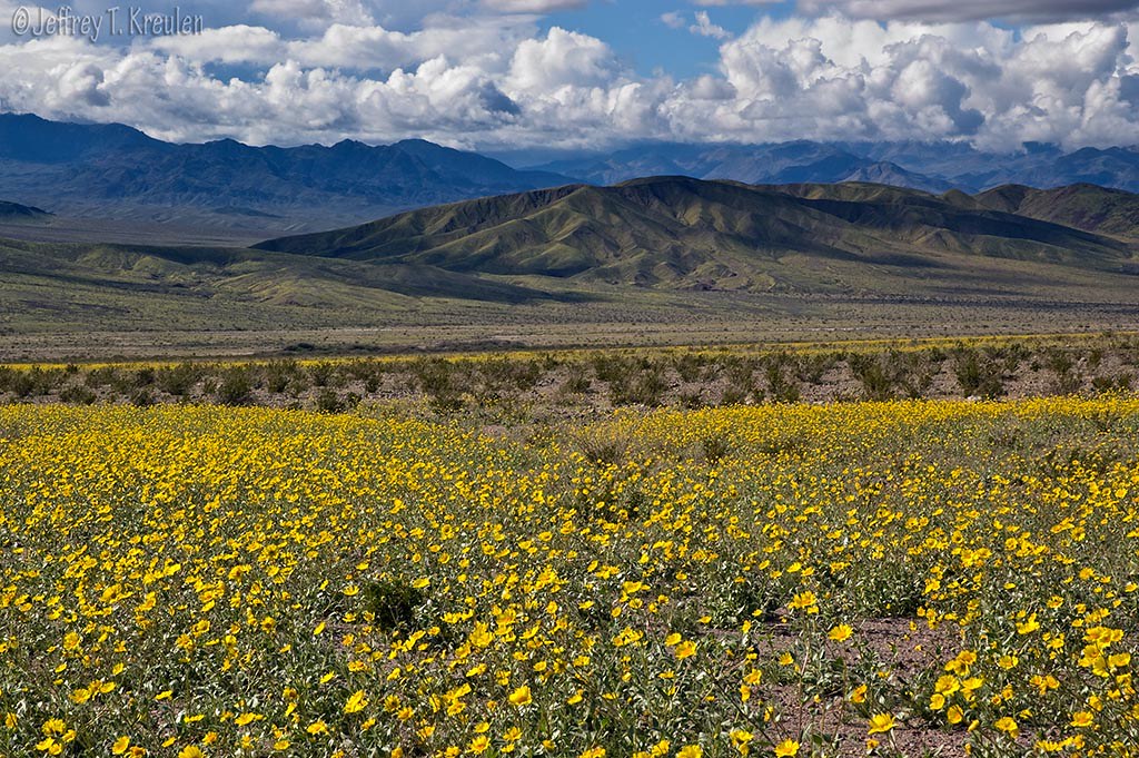 Death Valley in Bloom The mountains of Death Valley Nation… Flickr