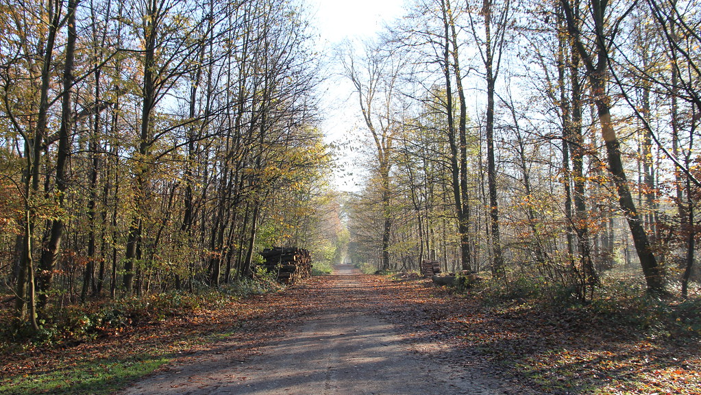 Randonnée forêt de VerrièresleBuisson Circuit à cheval s… Flickr