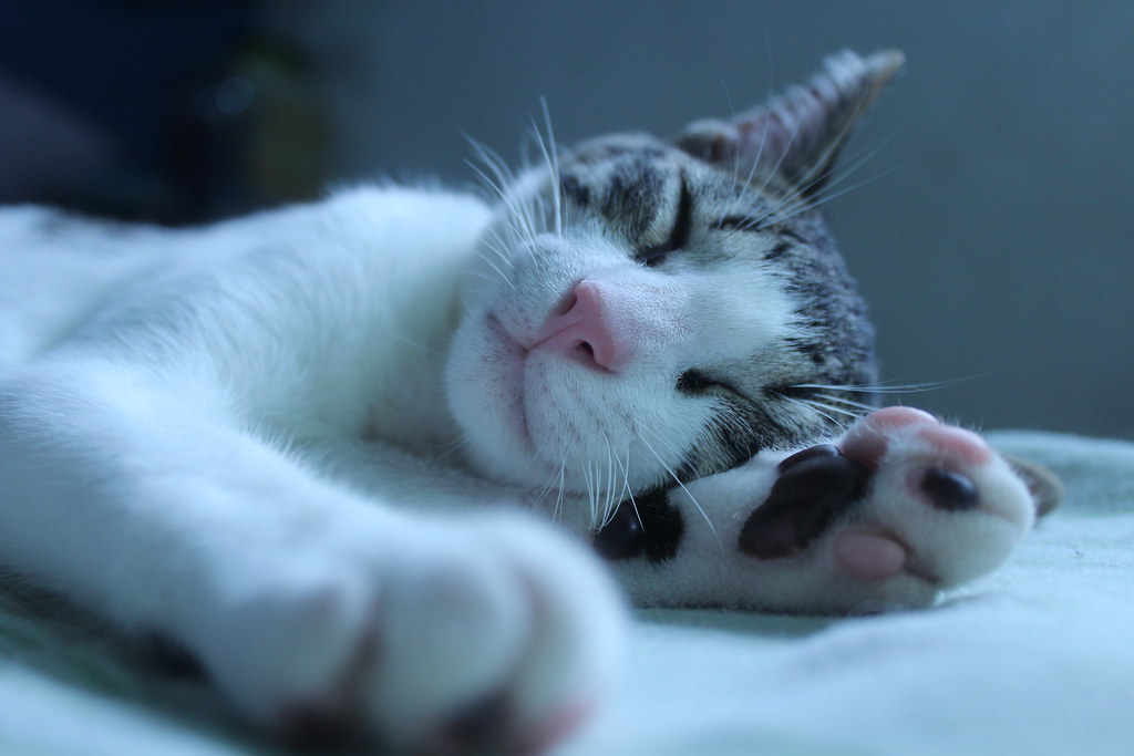 Sleeping and sleeping / Só dorme Flicker, my new cat, slee… Flickr