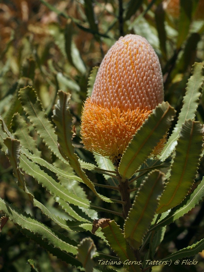 Burdett's Banksia (Banksia burdettii) 2 photos Banksia … Flickr