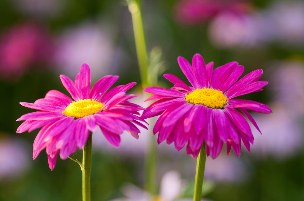 pink! Jordan Valley Conservation Garden Park; West Jordan,… Flickr