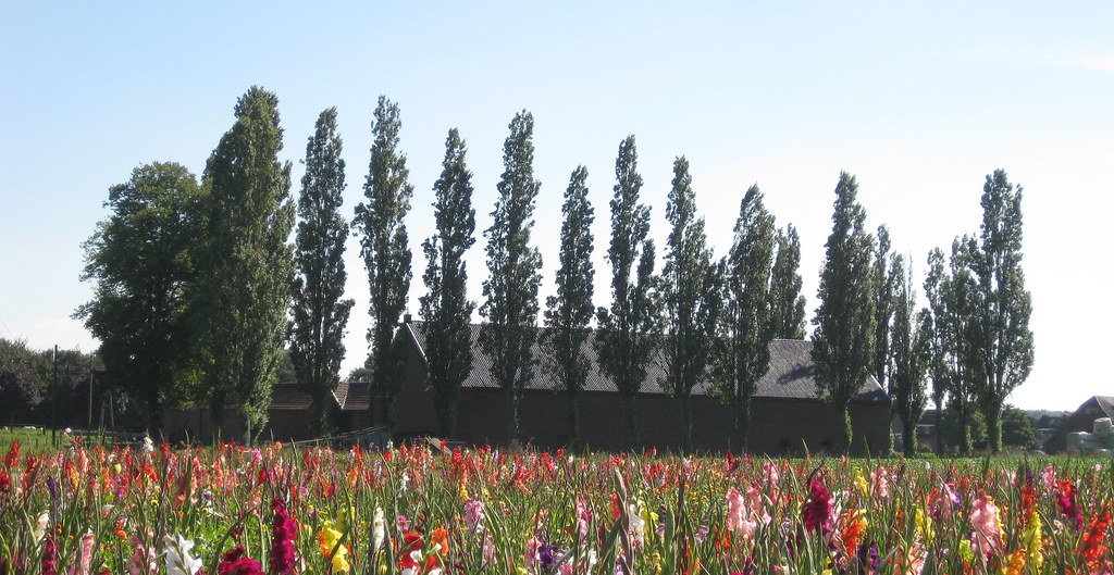 Blumenfeld Stadt Willich Flickr