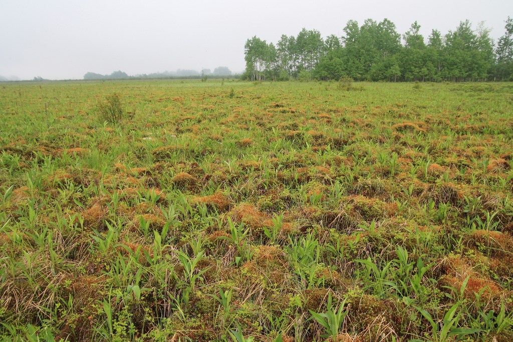 Haircap Moss Wetland Canaan Valley contains a wetlands com… Flickr