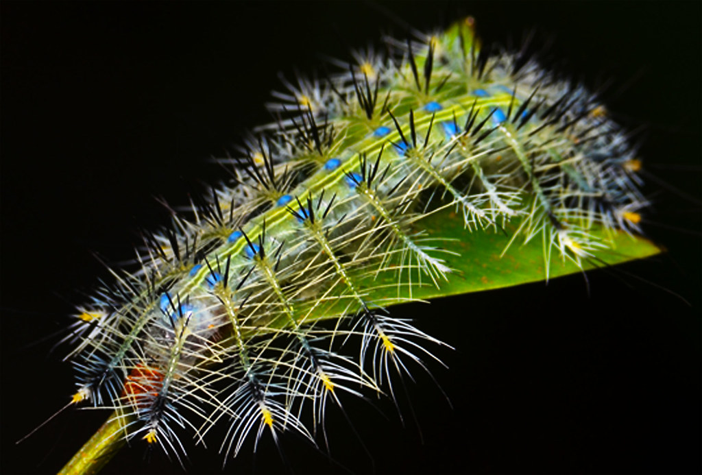 caterpilar thorn Location Hutan Lipur Sg. Pandan, Kuanta… Flickr