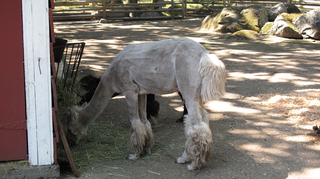 Victoria Petting Zoo Rebecca W Flickr