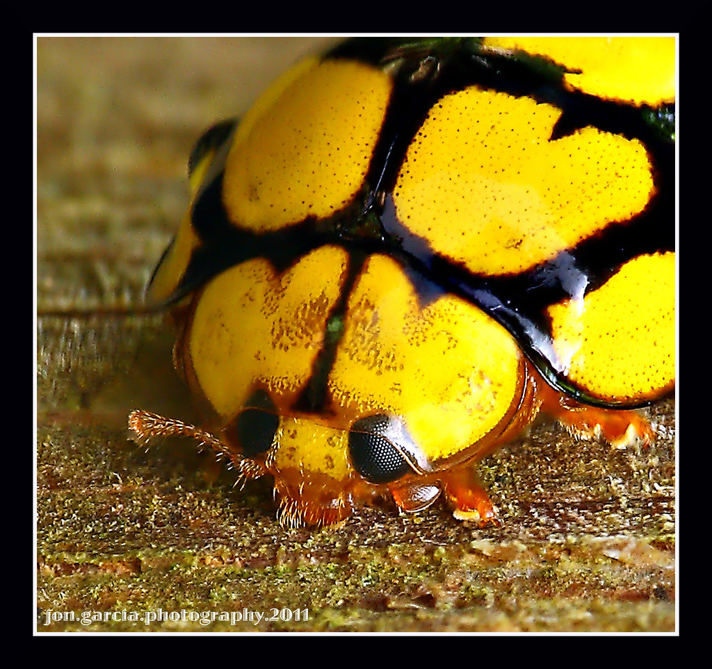 Yellow Ladybird Ladybugs, ladybirds, or lady beetles—whate… Flickr