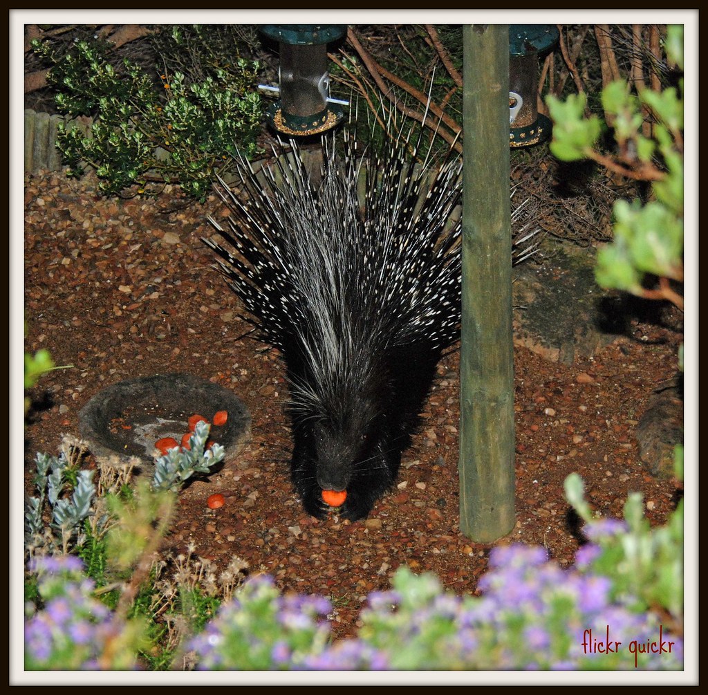 South African Porcupine South African Porcupine. Hystrix a… Flickr