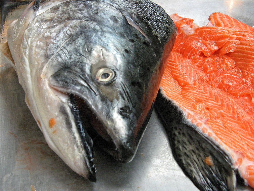 salmon head fish head, fish heads, eat them up, yum! She Paused 4
