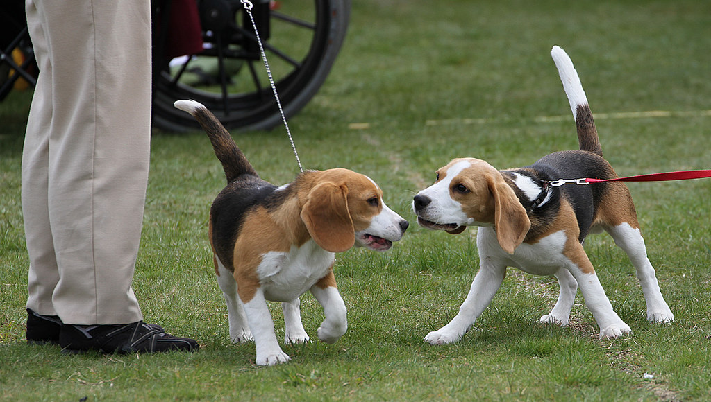 Gidday The Tauranga Kennel Club's Champs Waipuna Park, T… Flickr