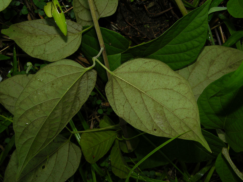 Lundia corymbifera (Vahl) Sandwith Vascular Plants of the … Flickr