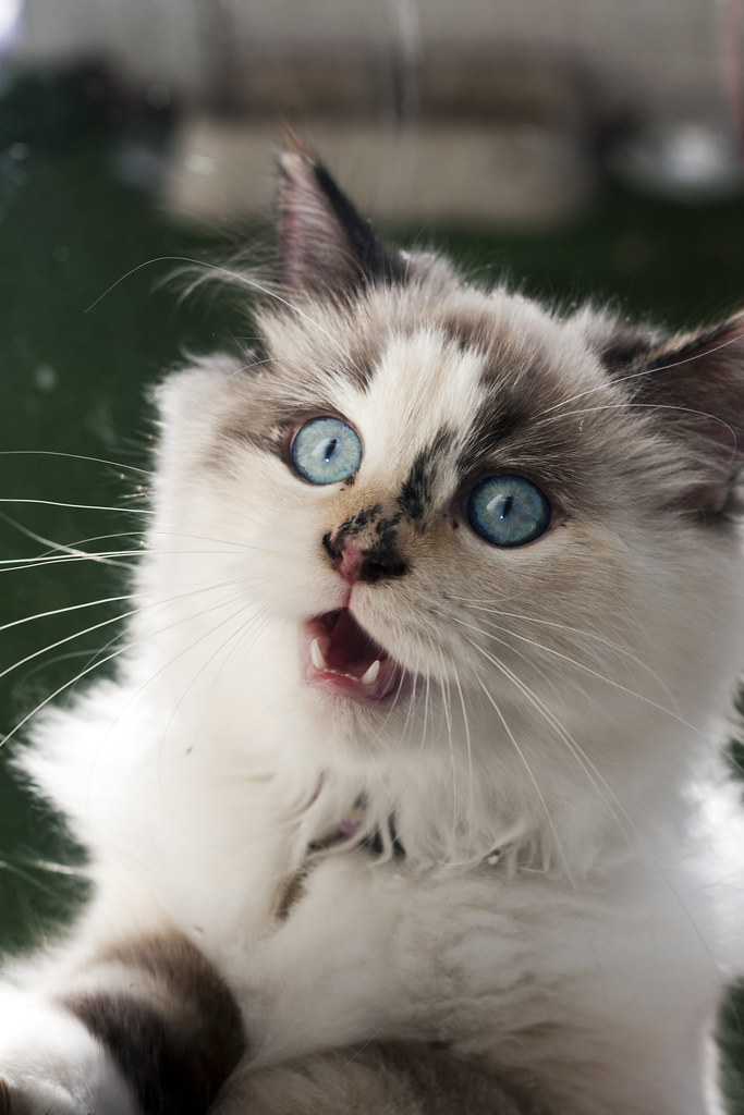 LET ME IN! Ragdoll kittens are some of the most energetic … Flickr