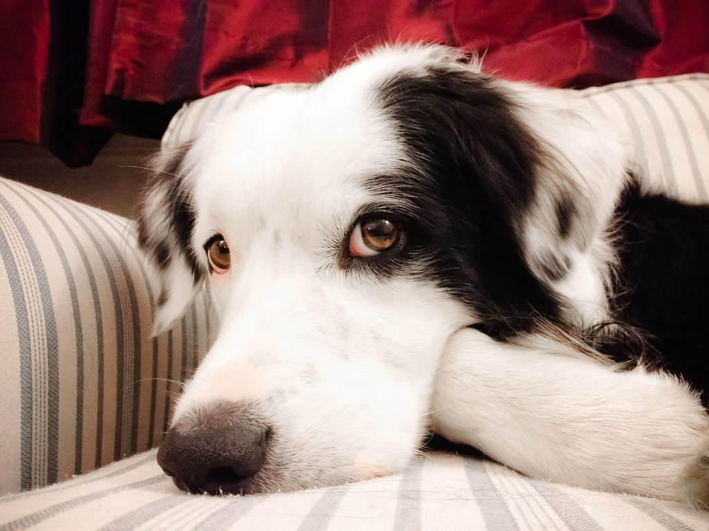 What Breed Of Dog Is A Couch Potato