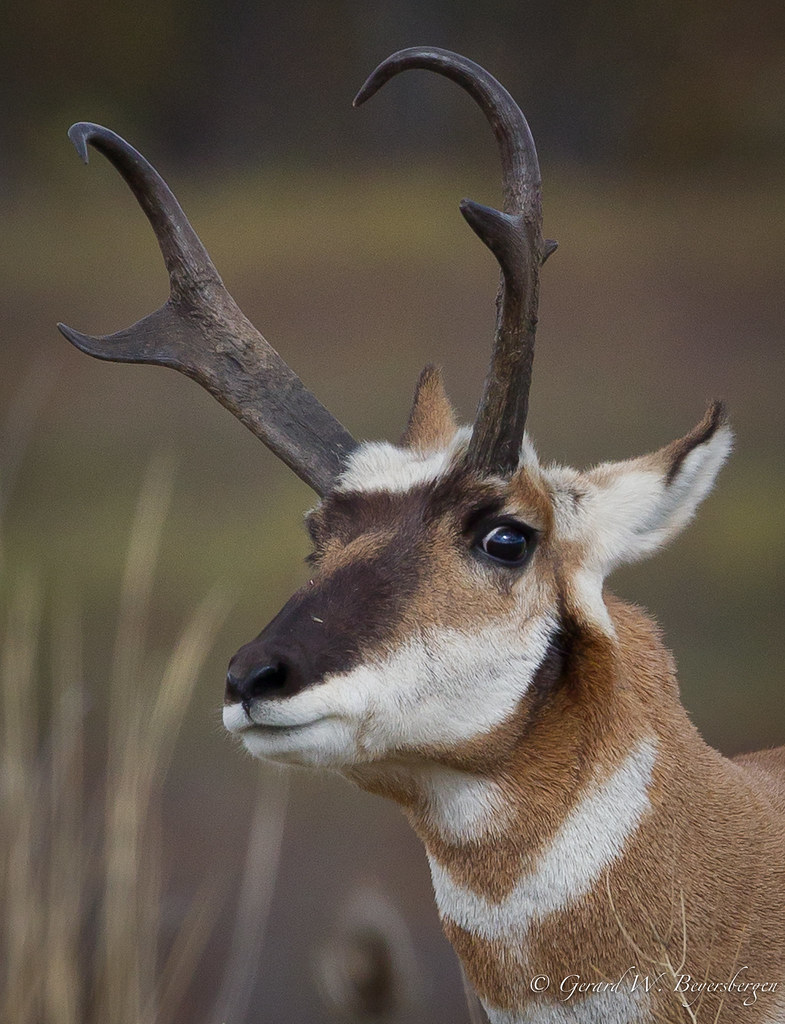Pronghorn Antelope Pronghorn Antelope (Antilocapra america… Flickr